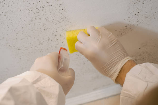 Best Biohazard Mold Removal  in Remlap, AL
