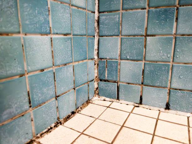 Professional Mold Removal in Remlap, AL
